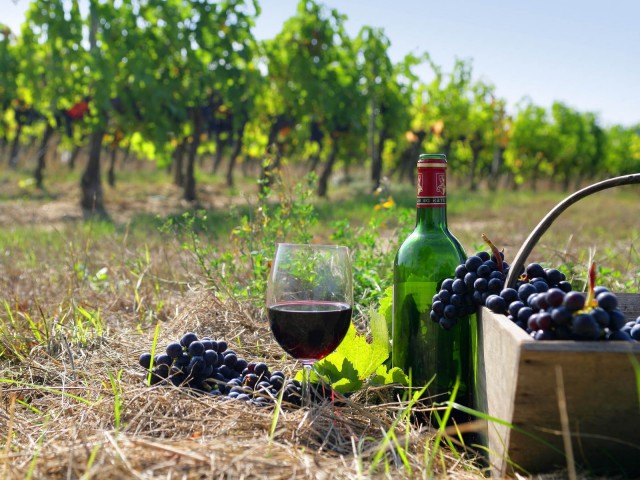 Areni Wine Festival Events